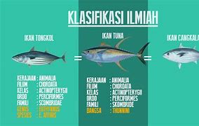 Ikan Tongkol Dan Ikan Tenggiri