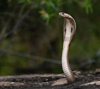 Mimpi Membunuh Ular Kobra Hitam Besar